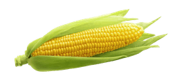 Maize