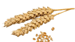 Wheat